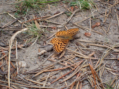 iNaturalist observation photo of Mormon Fritillary