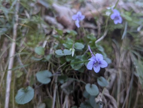 Viola rostrata, photograph 4