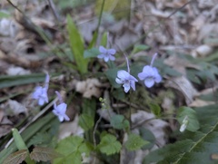 Viola rostrata, photograph (c) Alina Martin, some rights reserved (CC BY)