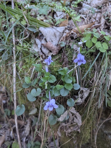 Viola rostrata, photograph 3