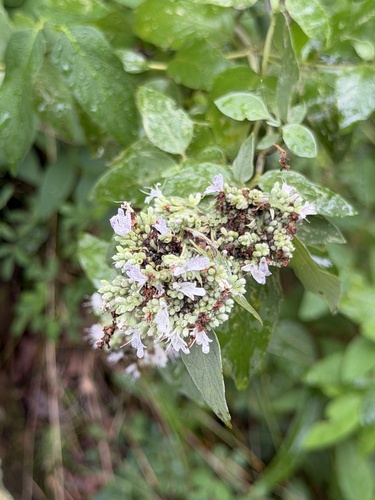 Pycnanthemum curvipes, photograph 5