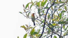 Hemithraupis ruficapilla