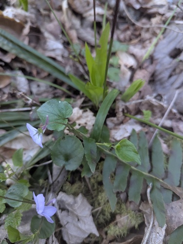 Viola rostrata, photograph 2
