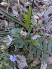 Viola rostrata, photograph (c) Alina Martin, some rights reserved (CC BY)