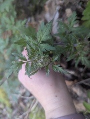 Phacelia bipinnatifida, photograph (c) Alina Martin, some rights reserved (CC BY)