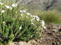 Celmisia lateralis lateralis