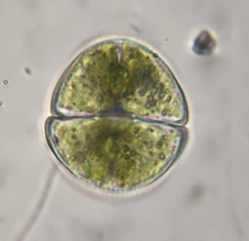 Staurastrum orbiculare var. ralfsii