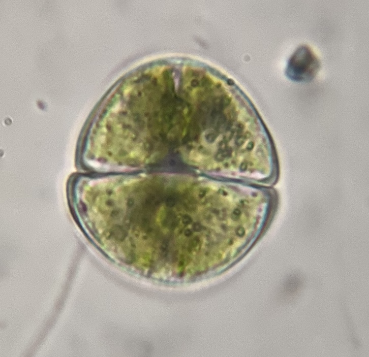 Staurastrum orbiculare var. ralfsii