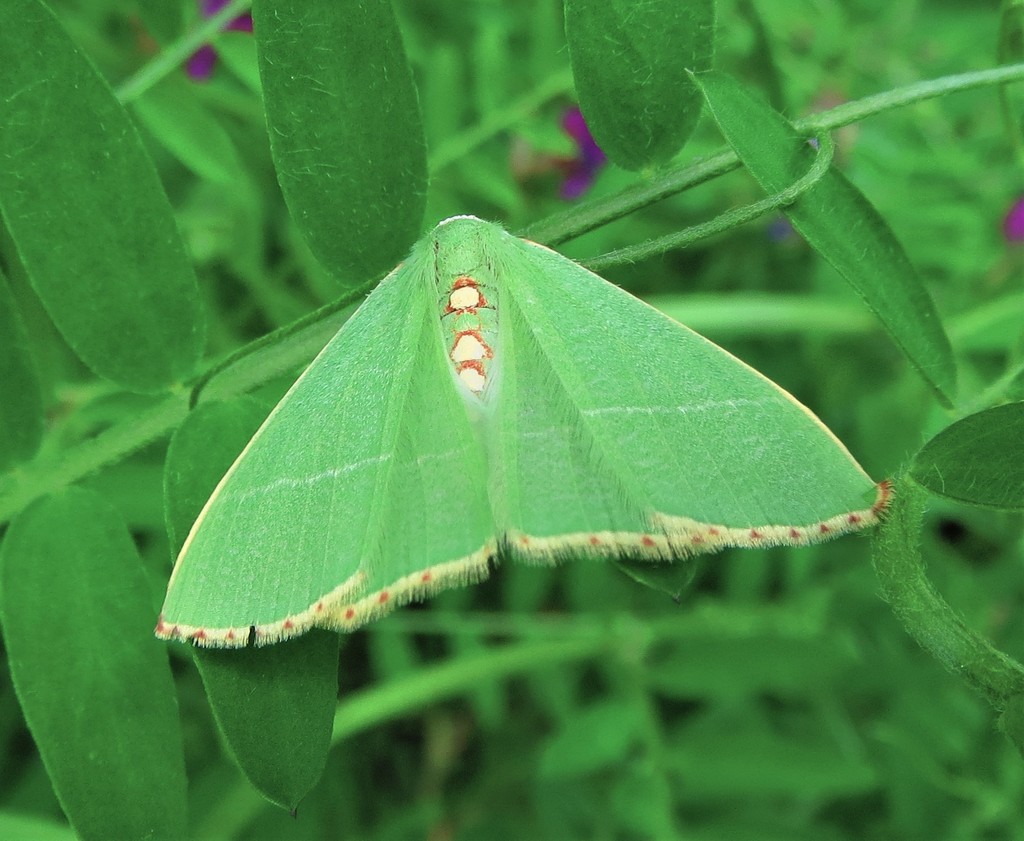 Nemoria glaucomarginaria