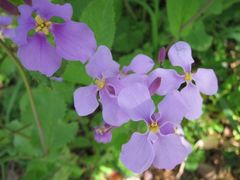 Orychophragmus violaceus
