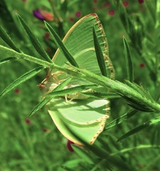 Nemoria glaucomarginaria