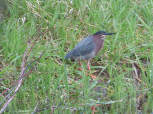 Green Heron photographed in South Dakota