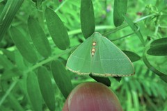 Nemoria glaucomarginaria