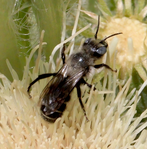 iNaturalist observation photo of Alcidamea