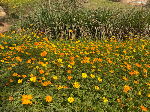 Yellow Cosmos