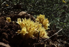 Aphyllon californicum