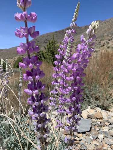 Lupinus magnificus var. magnificus