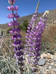 Lupinus magnificus magnificus