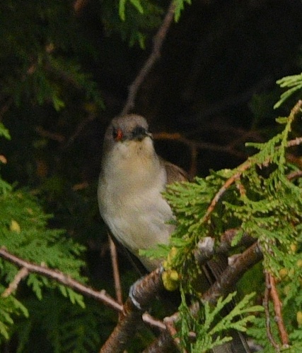 Black-billed Cuckoo observed by briggin