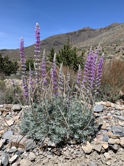 Lupinus magnificus magnificus