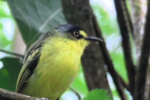 Yellow-lored Tody-Flycatcher (Todirostrum poliocephalum), photo 5