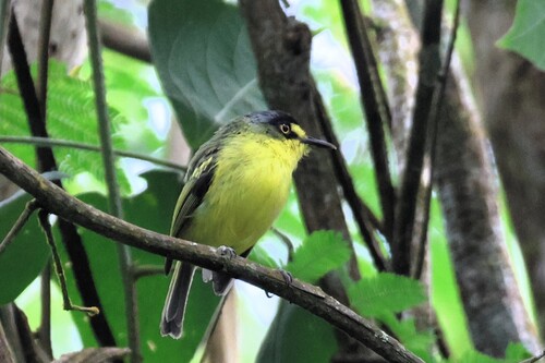 Yellow-lored Tody-Flycatcher (Todirostrum poliocephalum), photo 6