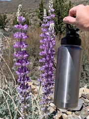 Lupinus magnificus magnificus