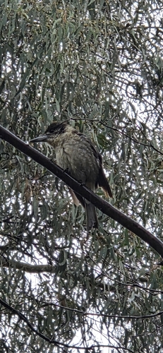 Grey Butcherbird