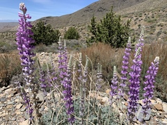 Lupinus magnificus magnificus