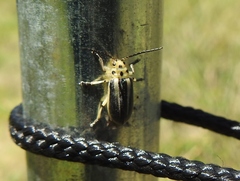 Trirhabda bacharidis