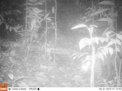 Leopardus pardalis mitis