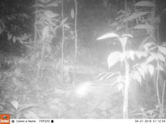 Leopardus pardalis mitis