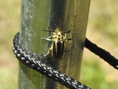 Trirhabda bacharidis