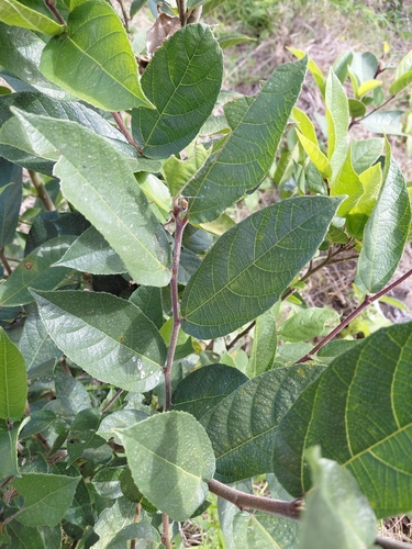 creek sandpaper fig