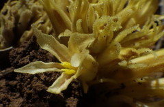 Aphyllon californicum