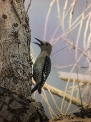 Melanerpes aurifrons