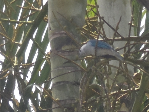 Blue-gray Tanager