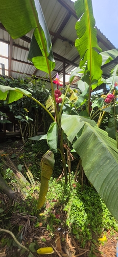Pink Banana