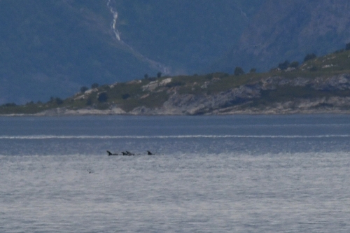 Orca