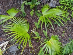 Pritchardia