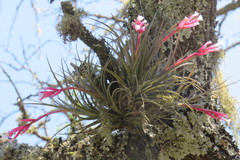 Tillandsia tenuifolia