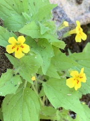 Erythranthe geniculata