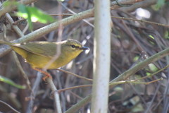 Myiothlypis bivittata