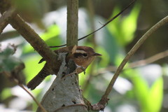 Troglodytes solstitialis