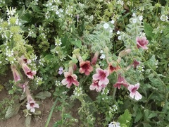 Rehmannia glutinosa