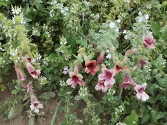 Rehmannia glutinosa