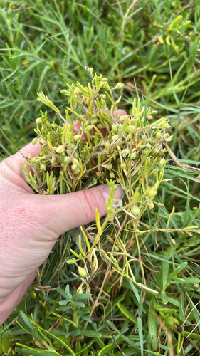 Spergularia canadensis, 2026-08-09