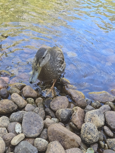 iNaturalist observation photo of Mallard