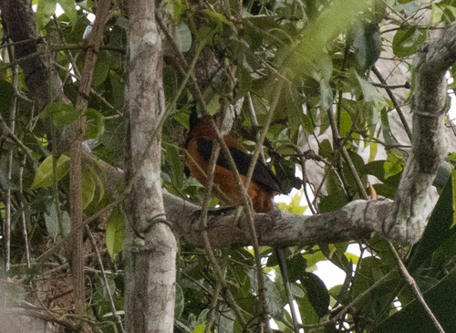 Pitohui dichrous observed 2026-06-29