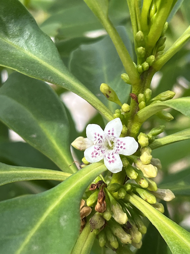 Myoporum acuminatum observed 2026-08-09